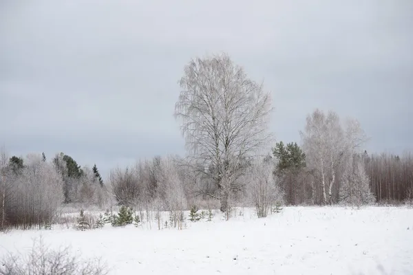 Ijzige Dag Dunne Wilgen Berk Aspens Zijn Bedekt Met Een — Stockfoto