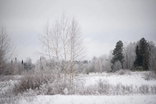 Journée Glacée Saules Minces Bouleau Trembles Sont Recouverts Une Fine — Photo