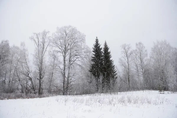 Landschap Ijzige Dag Firs Dennen Dunne Wilgen Berk Aspens Zijn — Stockfoto