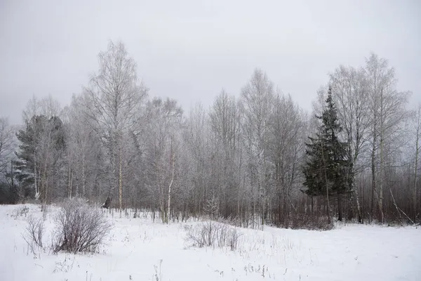 Landschaft Frostiger Tag Tannen Kiefern Dünne Weiden Birken Espen Sind — Stockfoto