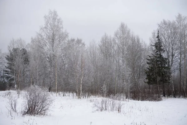Landschaft Frostiger Tag Tannen Kiefern Dünne Weiden Birken Espen Sind — Stockfoto