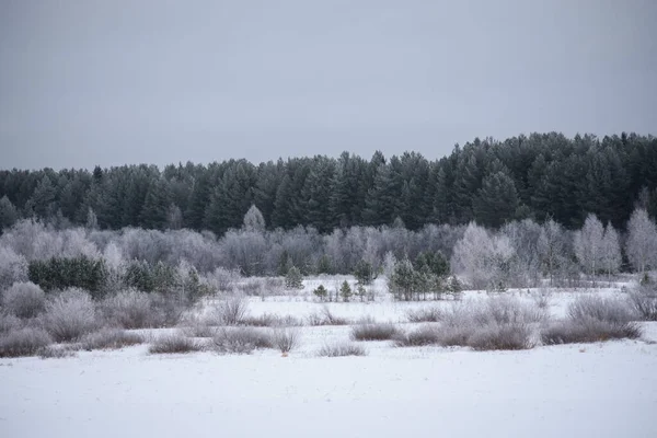 Landschaft Frostiger Tag Tannen Kiefern Dünne Weiden Birken Espen Sind — Stockfoto