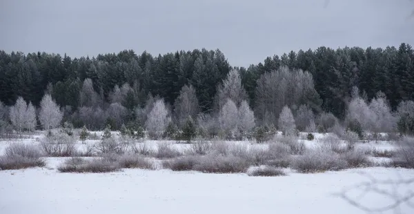 Frosty Day Thin Willows Birch Aspens Covered Thin Layer White — Stock Photo, Image