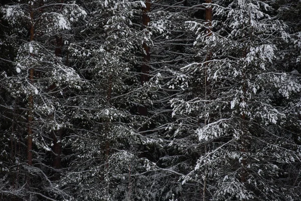 Neve Cobriu Floresta Escura Fechar Fundo — Fotografia de Stock