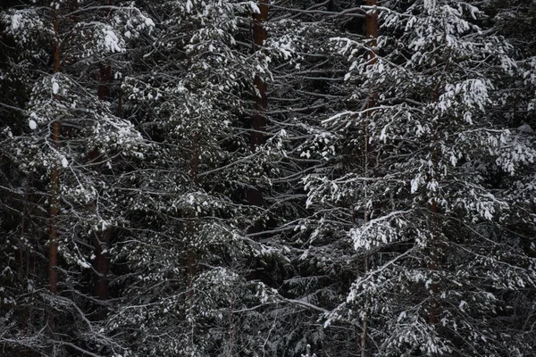 Bosque Oscuro Cubierto Nieve Primer Plano Fondo —  Fotos de Stock