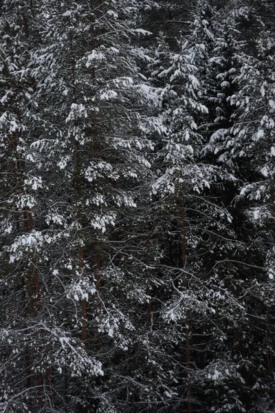 Заснеженный Тёмный Лес Закрыть Фон — стоковое фото