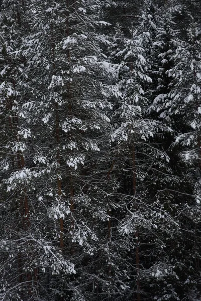 白雪覆盖着黑暗的森林 特写背景 — 图库照片