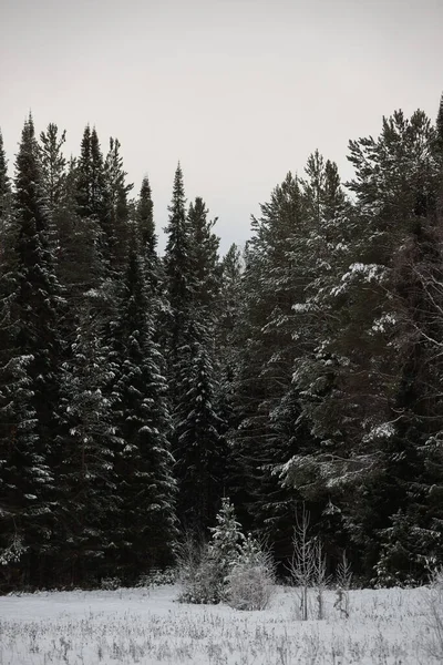 Bosque Oscuro Cubierto Nieve Primer Plano Fondo — Foto de Stock