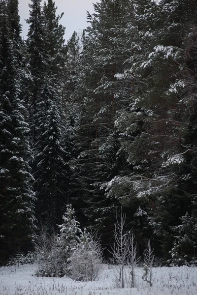 Bosque Oscuro Cubierto Nieve Primer Plano Fondo — Foto de Stock