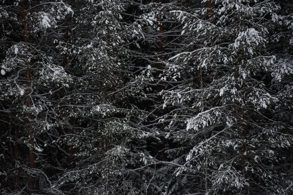 雪に覆われた暗い森 バックグラウンドを閉じる — ストック写真