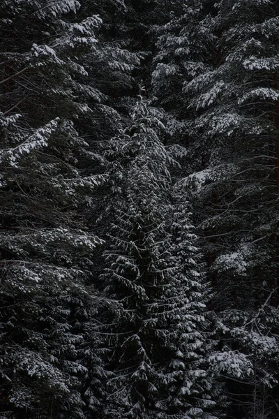 白雪覆盖着黑暗的森林 特写背景 — 图库照片