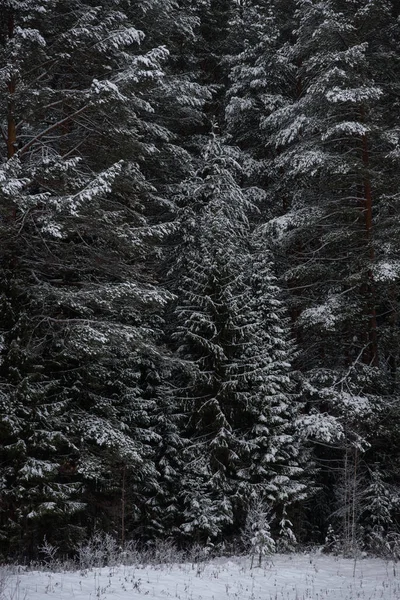 Śnieg Pokrył Ciemny Las Bliższe Tło — Zdjęcie stockowe