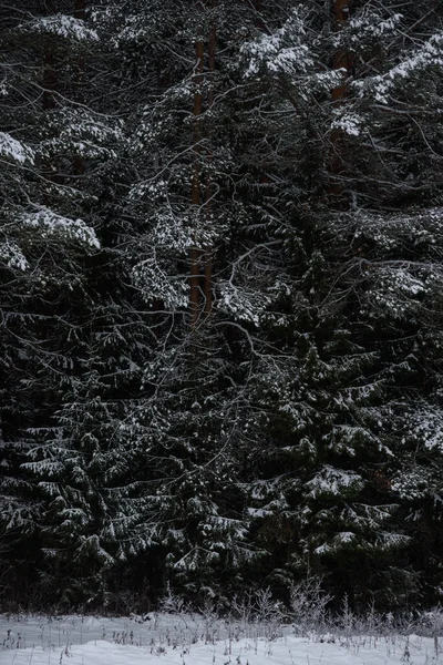 Bosque Oscuro Cubierto Nieve Primer Plano Fondo — Foto de Stock