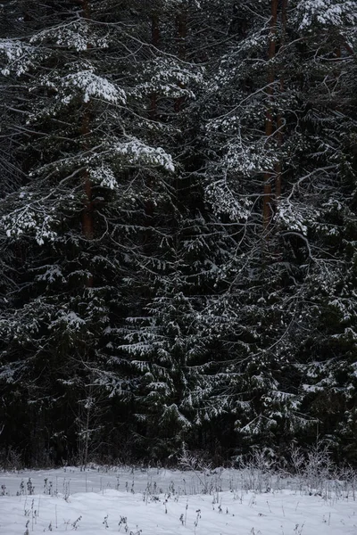 Foresta Oscura Coperta Neve Sfondo Vicino — Foto Stock