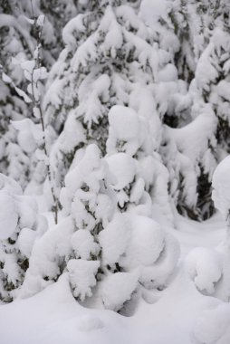 Noel kartı için kış ormanının ikonik bir görüntüsü. Karla kaplı köknar ağaçları ve büyük kar örtüleri..