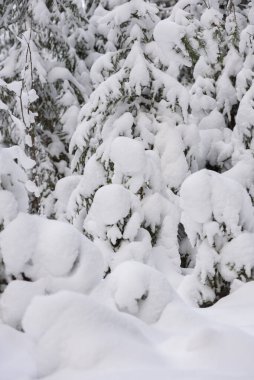 Noel kartı için kış ormanının ikonik bir görüntüsü. Karla kaplı köknar ağaçları ve büyük kar örtüleri..