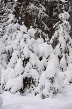 Noel kartı için kış ormanının ikonik bir görüntüsü. Karla kaplı köknar ağaçları ve büyük kar örtüleri..