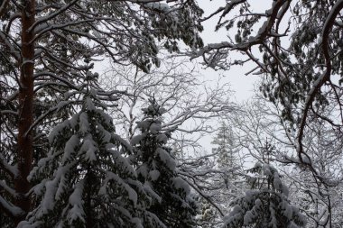Karla kaplı bir kış ormanı. Ağaçlar don ve kalın kar örtüleriyle kaplı..