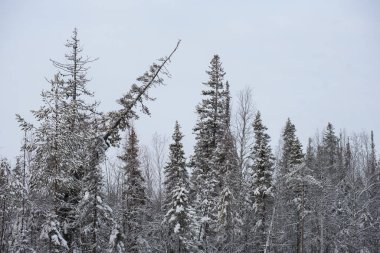Karla kaplı bir kış ormanı. Ağaç tepeleri don ve kalın kar örtüleriyle kaplı..