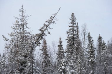 Karla kaplı bir kış ormanı. Ağaç tepeleri don ve kalın kar örtüleriyle kaplı..