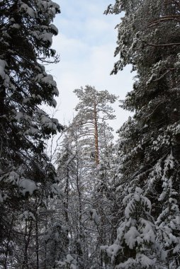 Karla kaplı bir kış ormanı. Ağaçlar don ve kalın kar örtüleriyle kaplı..