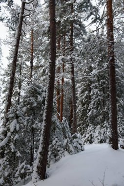 Karla kaplı bir kış ormanı. Ağaçlar don ve kalın kar örtüleriyle kaplı..