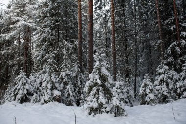 Karla kaplı bir kış ormanı. Ağaçlar don ve kalın kar örtüleriyle kaplı..