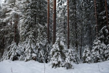 Karla kaplı bir kış ormanı. Ağaçlar don ve kalın kar örtüleriyle kaplı..