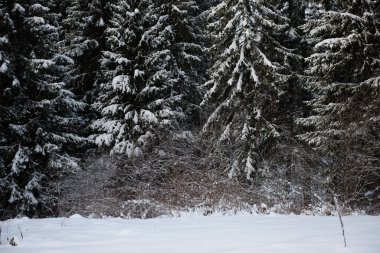 Karlar karanlık ormanı kapladı. Arkaplanı kapat.