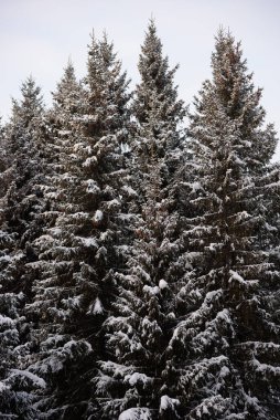 Karlar karanlık ormanı kapladı. Arkaplanı kapat.