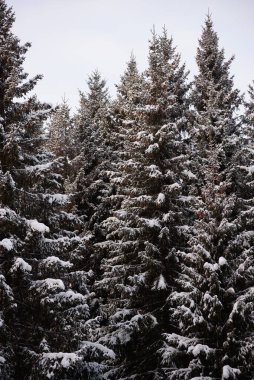 Karlar karanlık ormanı kapladı. Arkaplanı kapat.