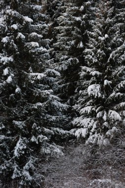 Karlar karanlık ormanı kapladı. Arkaplanı kapat.