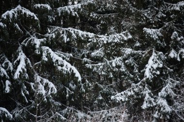 Karlar karanlık ormanı kapladı. Arkaplanı kapat.