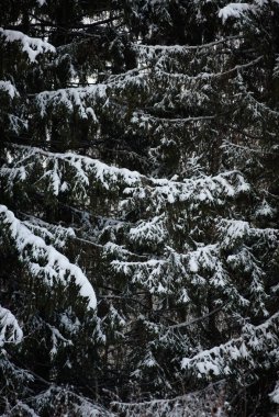 Karlar karanlık ormanı kapladı. Arkaplanı kapat.