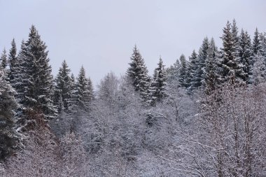 Karla kaplı bir kış ormanı. Ağaç tepeleri don ve kalın kar örtüleriyle kaplı..