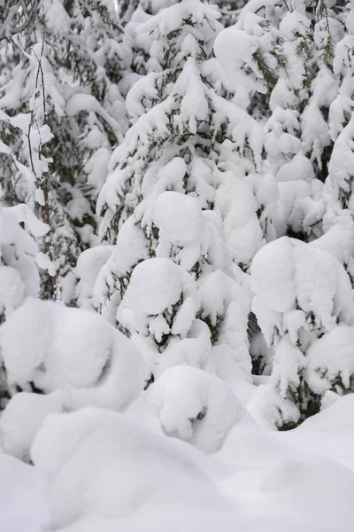 Знаменитый Вид Зимнего Леса Рождественскую Открытку Заснеженные Ели Большими Шапками — стоковое фото