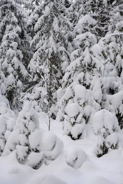 Een Iconisch Uitzicht Een Winterbos Voor Een Kerstkaart Met Sneeuw — Stockfoto