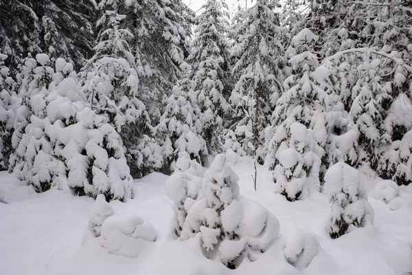 Een Iconisch Uitzicht Een Winterbos Voor Een Kerstkaart Met Sneeuw — Stockfoto