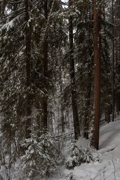 Ένα Χιονισμένο Τοπίο Χειμερινού Δάσους Δέντρα Καλυμμένα Παγετό Και Πυκνά — Φωτογραφία Αρχείου