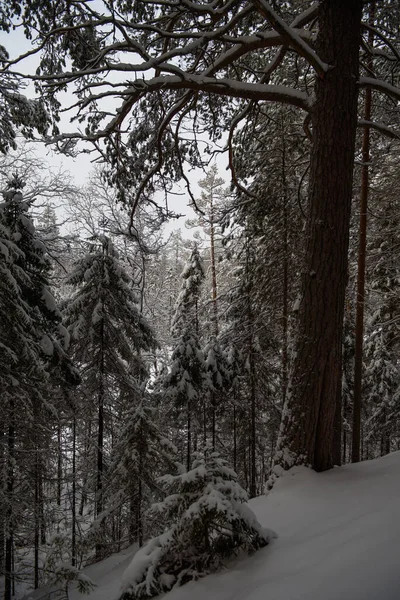 눈덮인 서리와 만년설로 뒤덮인 나무들 — 스톡 사진