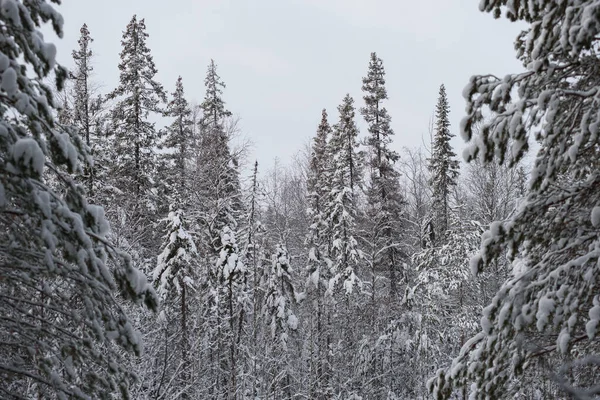 Paisaje Cubierto Nieve Bosque Invernal Con Copas Árboles Cubiertas Heladas —  Fotos de Stock