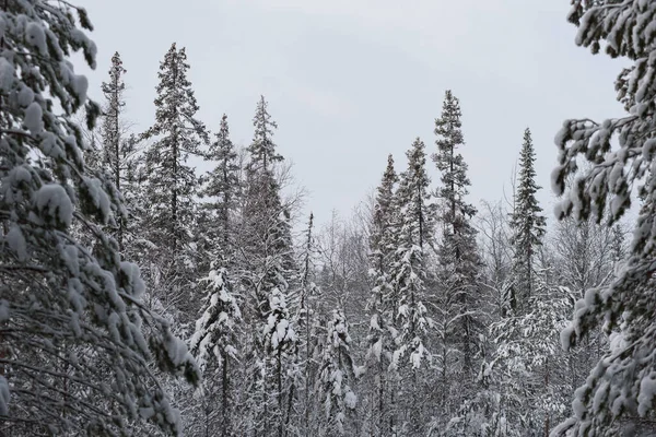 Paisaje Cubierto Nieve Bosque Invernal Con Copas Árboles Cubiertas Heladas — Foto de Stock