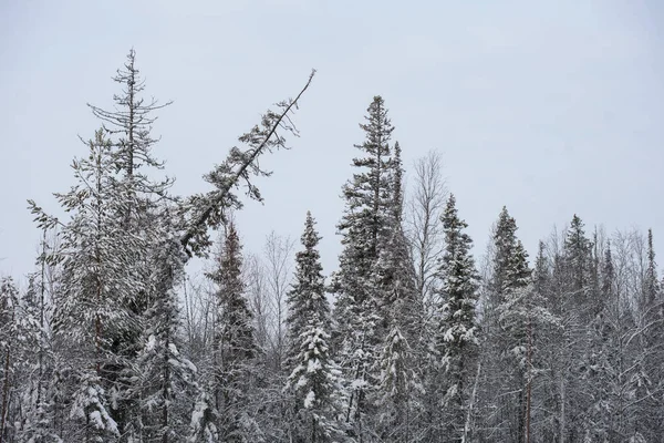 冬の森の雪に覆われた風景で 木々の上には霜と厚い雪の帽子が覆われています — ストック写真