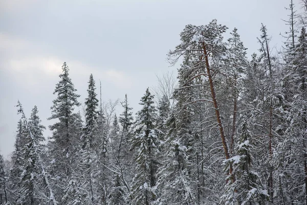 Paesaggio Innevato Una Foresta Invernale Con Cime Alberi Ricoperte Gelo — Foto Stock
