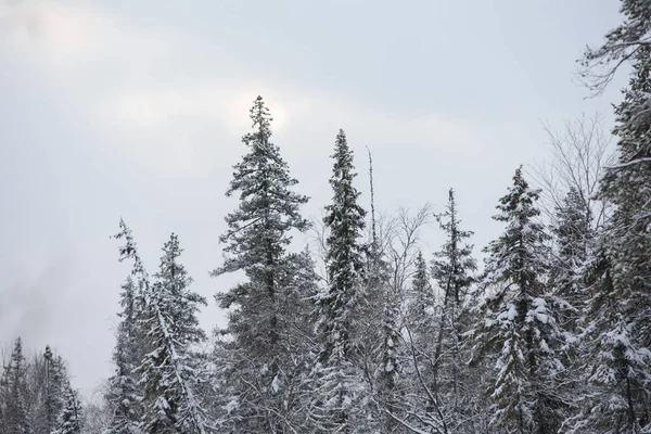 Paesaggio Innevato Una Foresta Invernale Con Cime Alberi Ricoperte Gelo — Foto Stock