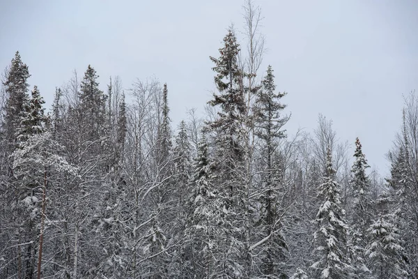 Eine Schneebedeckte Landschaft Eines Winterwaldes Mit Eisbedeckten Baumwipfeln Und Dicken — Stockfoto