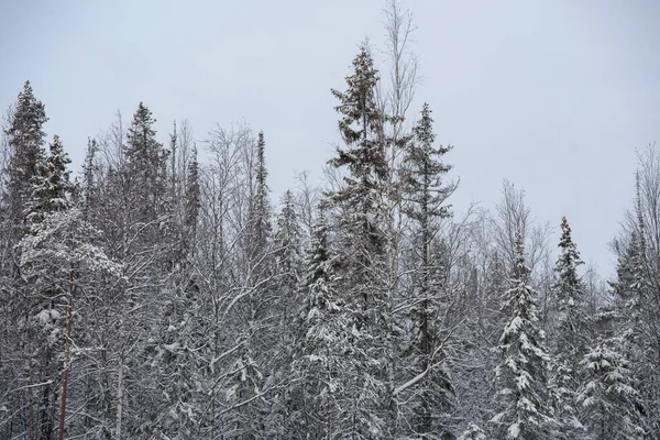 Paesaggio Innevato Una Foresta Invernale Con Cime Alberi Ricoperte Gelo — Foto Stock