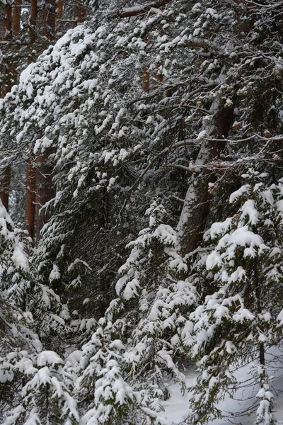 Ett Snötäckt Landskap Vinterskog Med Träd Täckta Med Frost Och — Stockfoto