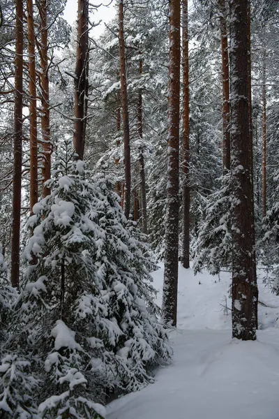 Een Besneeuwd Landschap Van Een Winterbos Met Bomen Bedekt Met — Stockfoto