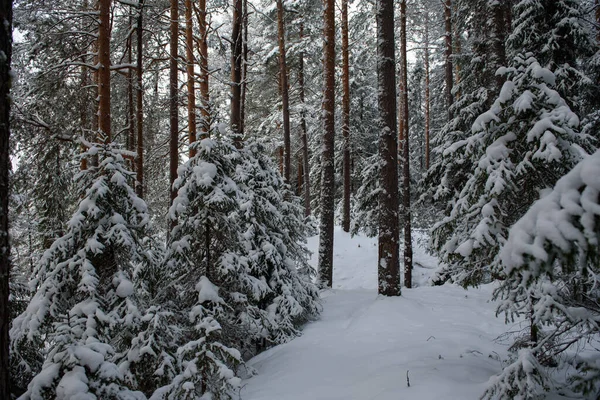 Ett Snötäckt Landskap Vinterskog Med Träd Täckta Med Frost Och — Stockfoto
